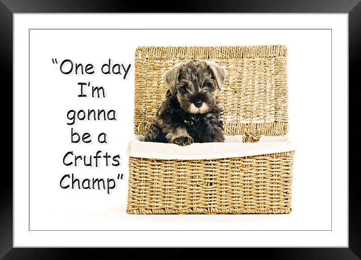 Riley  becomes a champion at crufts 2012 Framed Mounted Print by Eddie Howland