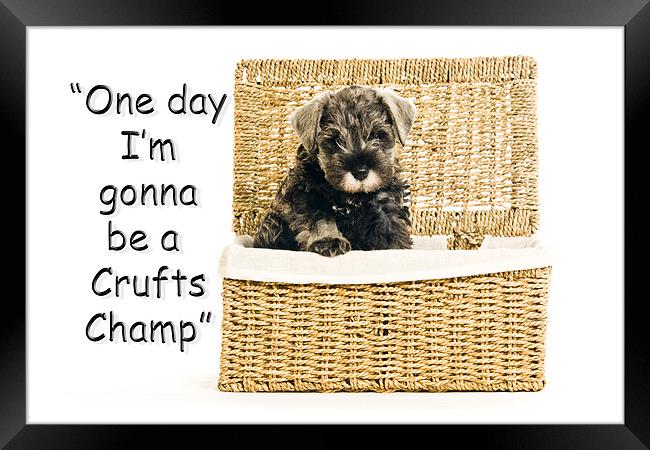 Riley  becomes a champion at crufts 2012 Framed Print by Eddie Howland