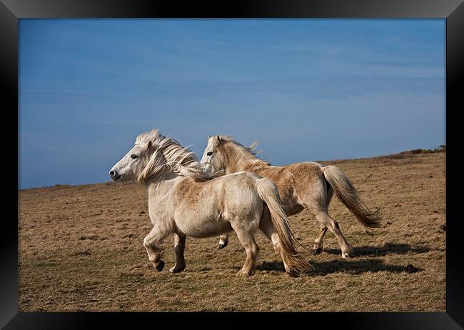 Wild Welsh Pony Framed Print by Gail Johnson