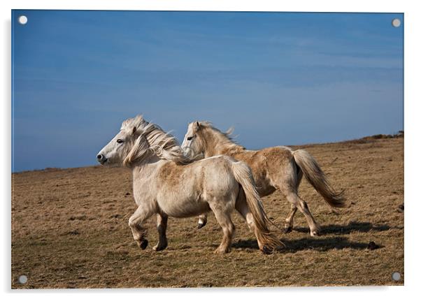 Wild Welsh Pony Acrylic by Gail Johnson
