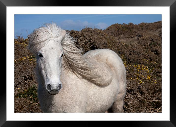 Wild Welsh Pony Framed Mounted Print by Gail Johnson