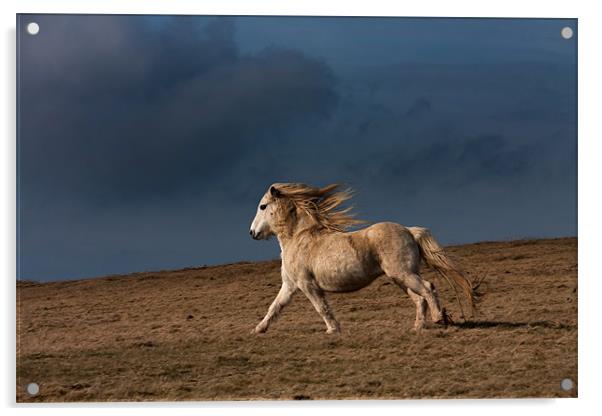Wild Welsh Pony Acrylic by Gail Johnson