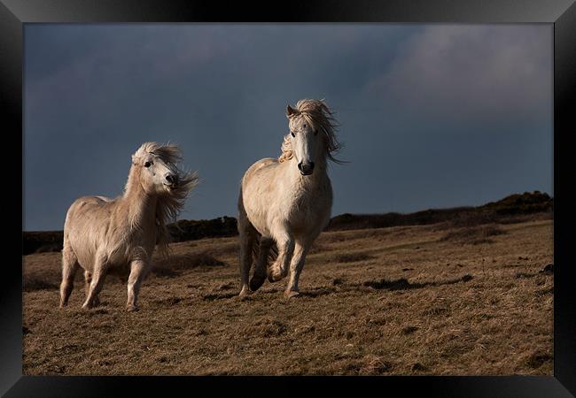 Wild Welsh Pony Framed Print by Gail Johnson