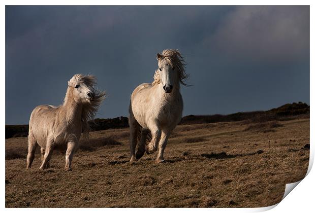 Wild Welsh Pony Print by Gail Johnson