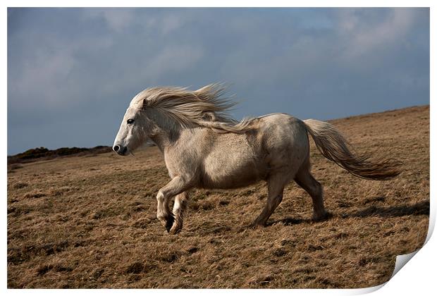 Wild Welsh Pony Print by Gail Johnson