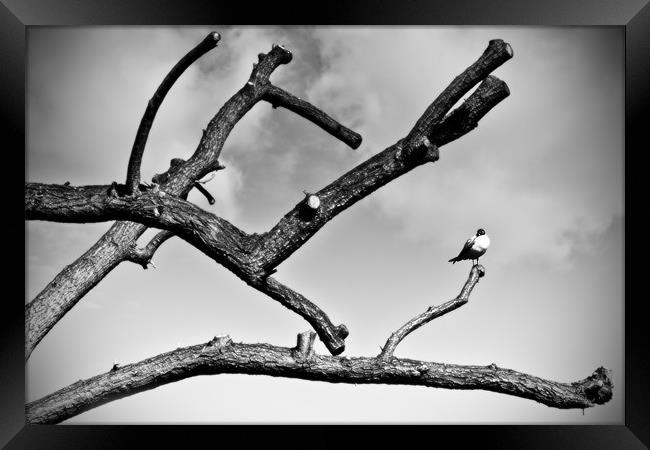 Bird on a Branch Framed Print by Richard Thomas