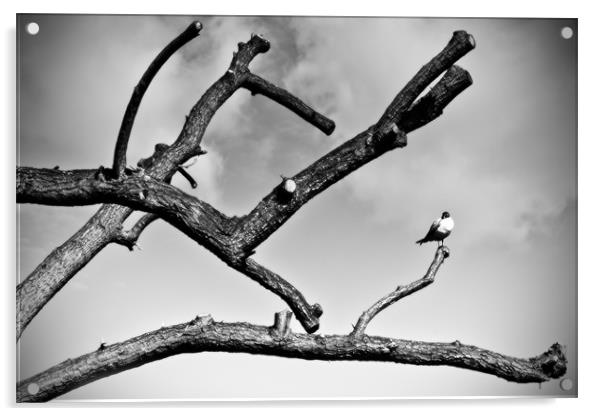 Bird on a Branch Acrylic by Richard Thomas