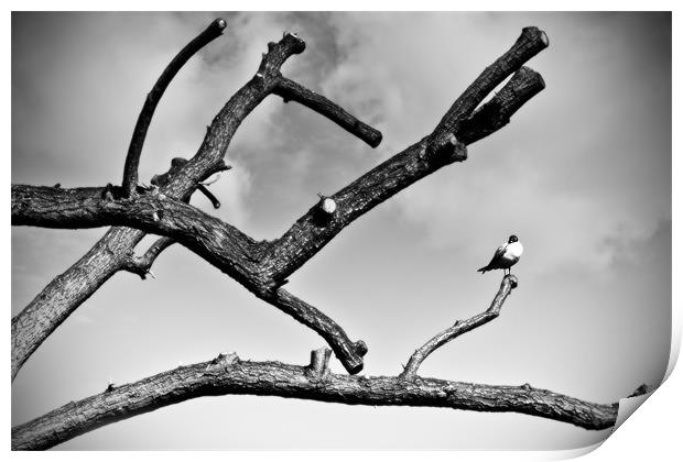 Bird on a Branch Print by Richard Thomas