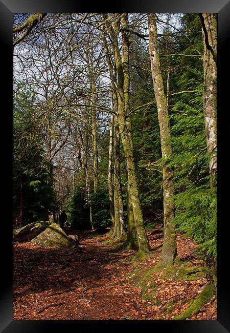 Woods Framed Print by Gail Johnson