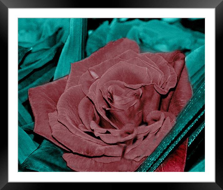 rose Framed Mounted Print by sue davies
