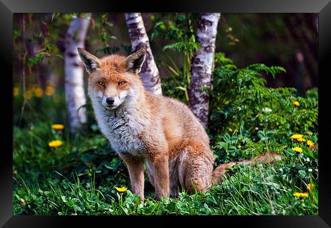 Red Fox Framed Print by Stephen Mole