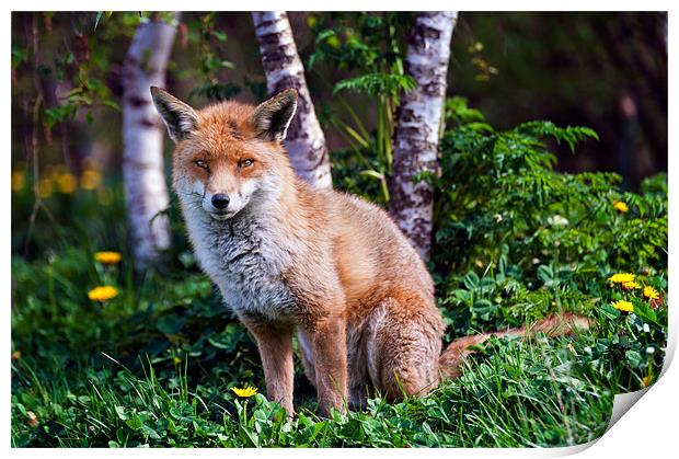 Red Fox Print by Stephen Mole