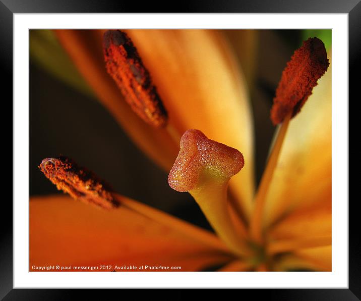 Macro of a lilly Framed Mounted Print by Paul Messenger