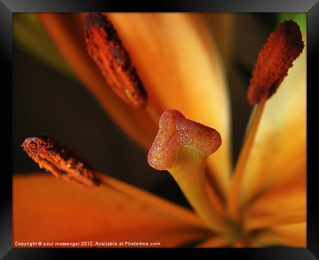 Macro of a lilly Framed Print by Paul Messenger
