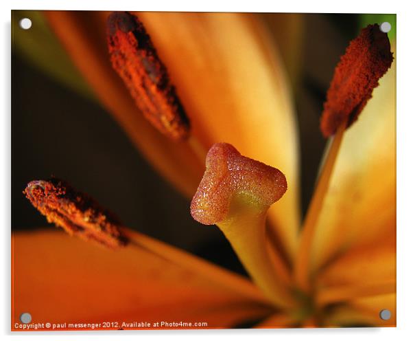 Macro of a lilly Acrylic by Paul Messenger