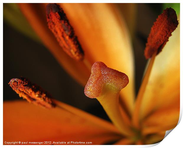 Macro of a lilly Print by Paul Messenger
