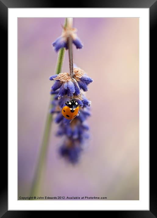 Ladybird and Lavender Framed Mounted Print by John Edwards