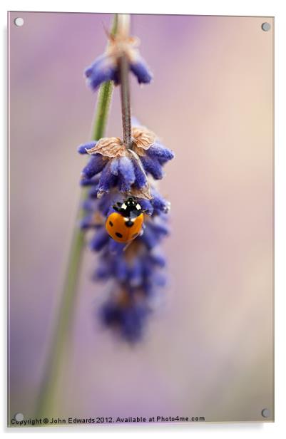 Ladybird and Lavender Acrylic by John Edwards