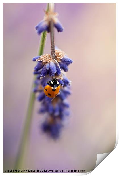 Ladybird and Lavender Print by John Edwards
