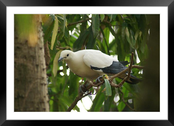 Pied Imperial Pigeon Framed Mounted Print by Maria Tzamtzi Photography