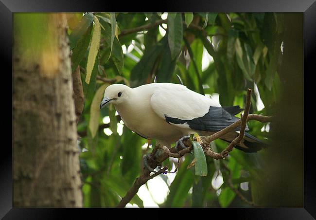 Pied Imperial Pigeon Framed Print by Maria Tzamtzi Photography