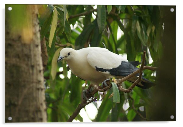 Pied Imperial Pigeon Acrylic by Maria Tzamtzi Photography