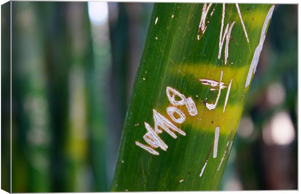 Bamboo close up Canvas Print by Nick Vaillette