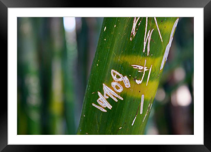 Bamboo close up Framed Mounted Print by Nick Vaillette