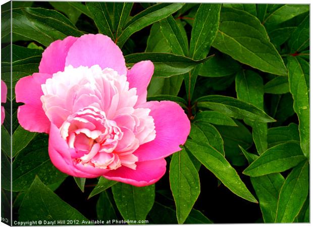Pink Peonies Canvas Print by Daryl Hill