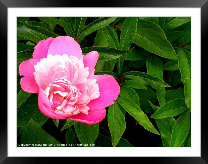 Pink Peonies Framed Mounted Print by Daryl Hill