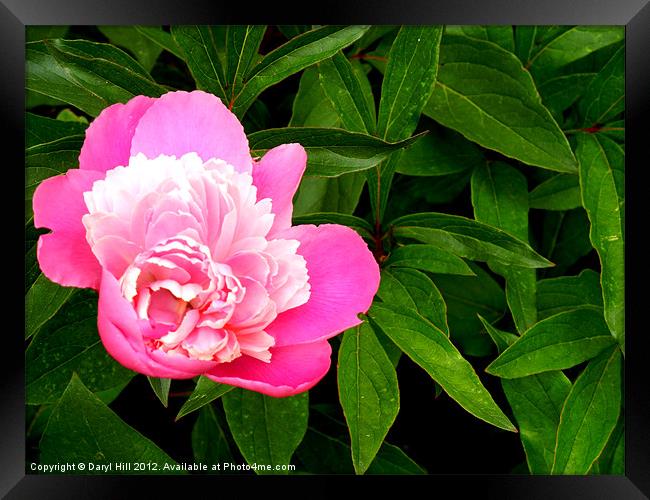 Pink Peonies Framed Print by Daryl Hill