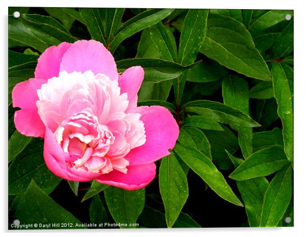 Pink Peonies Acrylic by Daryl Hill