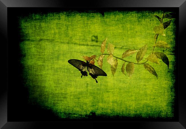 Green Framed Print by Maria Tzamtzi Photography