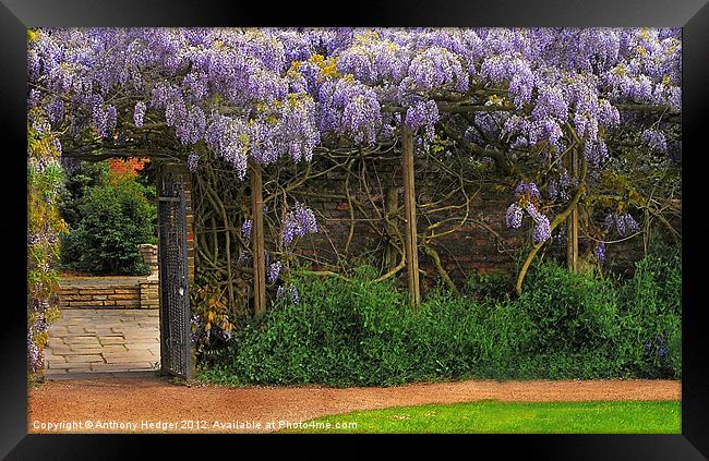 Wall of Wisteria Framed Print by Anthony Hedger