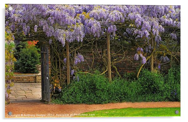 Wall of Wisteria Acrylic by Anthony Hedger