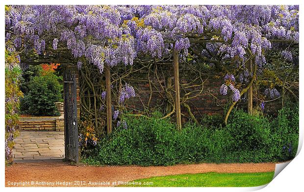 Wall of Wisteria Print by Anthony Hedger