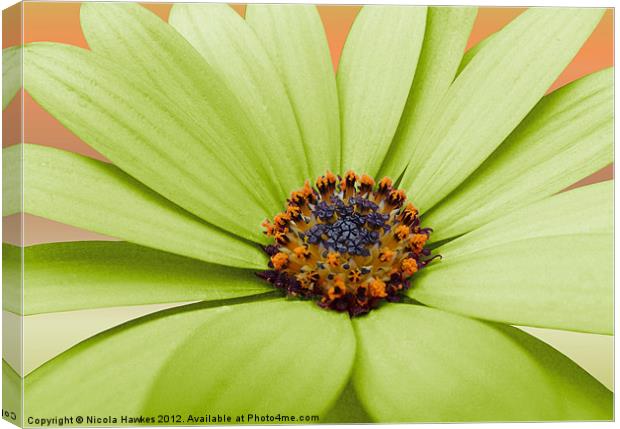 African Daisy (Green Version) Canvas Print by Nicola Hawkes