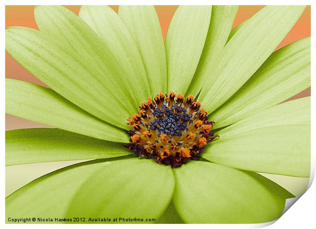 African Daisy (Green Version) Print by Nicola Hawkes