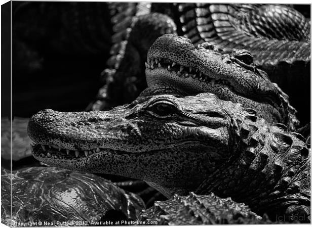'Gators Canvas Print by Neal P