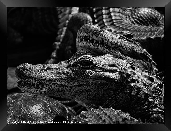 'Gators Framed Print by Neal P