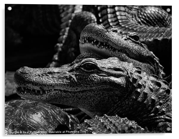 'Gators Acrylic by Neal P