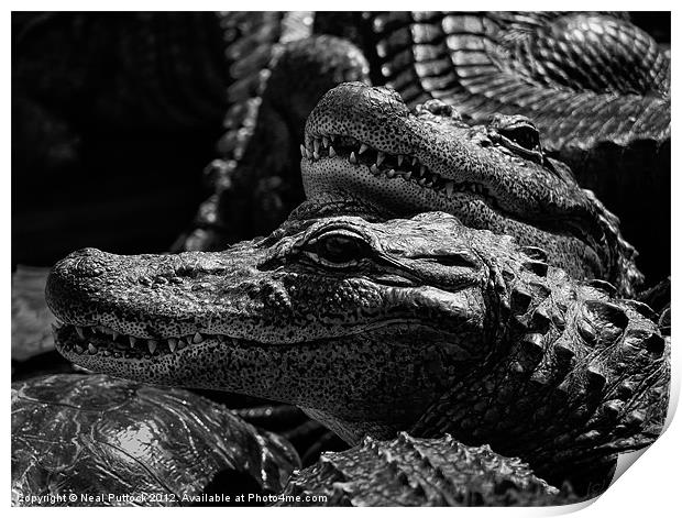 'Gators Print by Neal P