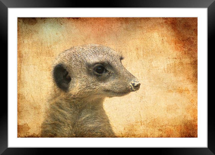 Is this my good side? Framed Mounted Print by Maria Tzamtzi Photography