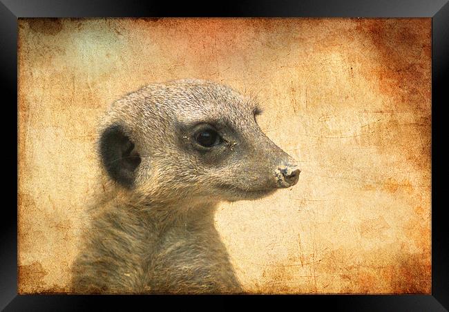 Is this my good side? Framed Print by Maria Tzamtzi Photography