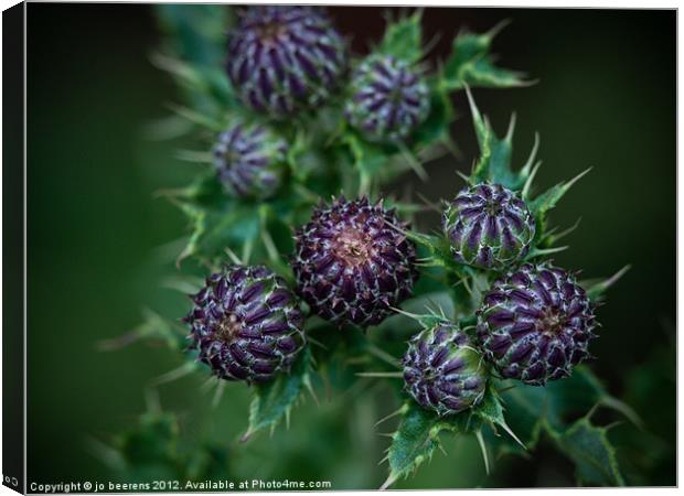 thistle buds Canvas Print by Jo Beerens
