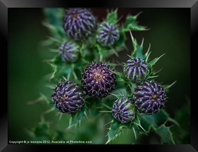 thistle buds Framed Print by Jo Beerens