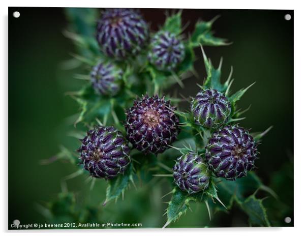 thistle buds Acrylic by Jo Beerens