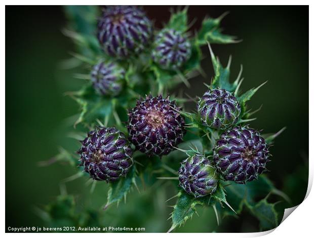 thistle buds Print by Jo Beerens