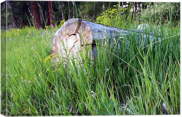 Log in the Grass Canvas Print by Larry Stolle