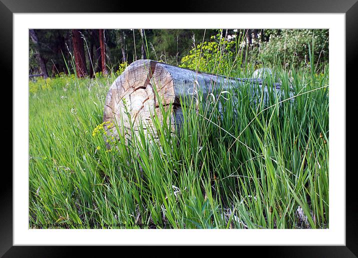 Log in the Grass Framed Mounted Print by Larry Stolle